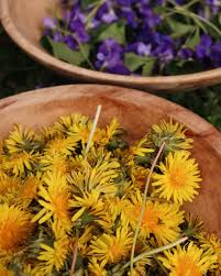 plant cine dandelion benefits and