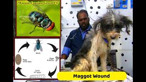 maggot wounds in dog what is maggot