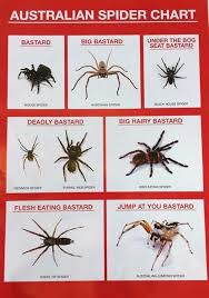 Australian Spider Chart Australian Spider Australia Funny