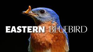 eastern bluebird birdswalkingdown