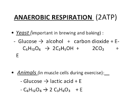 Word Equation Anaerobic Respiration