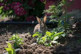 How To Protect A Garden From Animals