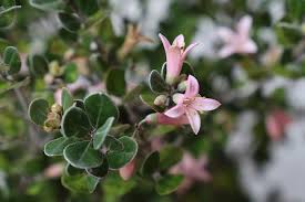 You'll find australian plants to suit every layer of your garden. Flowering Hedges