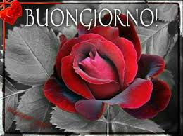 Buongiorno con le rose 204 Archives - Buongiorno-Immagini.it