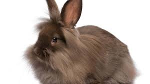 Il coniglio nano testa di leone è una delle razze di coniglio nano più diffusa con un peso che raramente è superiore a 1,6 kg. Coniglio Testa Di Leone Tutto Cio Che C E Da Sapere Petyoo