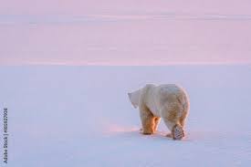 Adult polar bear walking away over a flat snow covered landscape with the  pink and purple light of a setting sun, Hudson Bay, Manitoba, Canada. Stock  Photo | Adobe Stock