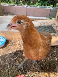 Prior to 1976, the world had two kinds of araucana chickens: Okay You Guys Nellie Is Supposed To Be An Almost 5 Month Old Ameraucana Pullet She Seems Quite Small From What We Ve Seen Online And She Has No Muffs So Far I