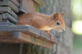 7 Signs Of Squirrels In The Walls