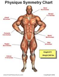 62 Best Anatomy Images Anatomy Muscle Anatomy