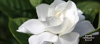 Meaning Behind The Gardenia Verdissimo