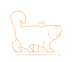 Persian Cat Dimensions Drawings Dimensions Guide