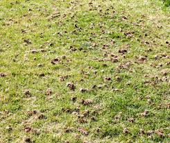 You only need to water enough to keep the top ¼ inch of soil moist. What Is Aeration And Why Is It Important Superior Lawn Care