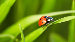 the role of ladybirds in biodiversity