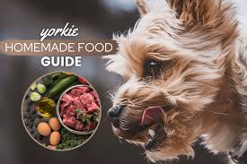 yorkshire terrier homemade food guide
