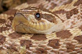 Is it true that hognose snakes are just slightly venomous?