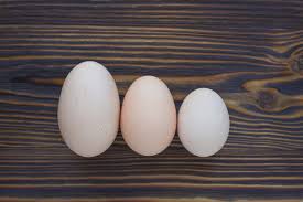 What Are The Different Sizes Of Chicken Eggs Egg Size