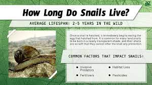 snail lifespan how long do snails live