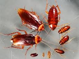 If they can come into contact with your food, kitchen utensils, or the palmetto bug is considered the largest species of cockroaches. Getting Rid Of Palmetto Bug Search And Destroy