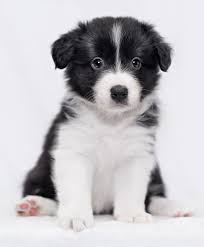 5 out of 5 stars. Border Collie Puppies Animal Facts Encyclopedia