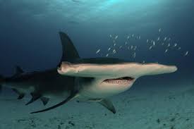The 10 Largest Sharks Sharkwater Extinction
