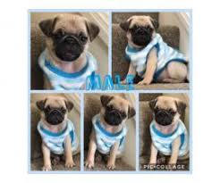 Interested in finding out more about the pug? Pug Puppy For Sale By Ownerillinois Puppies For Sale Near Me