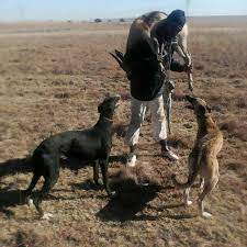 By northrunner » jan 17. Speed Dog Greyhond Thabo Sefali Speed Dogs Facebook
