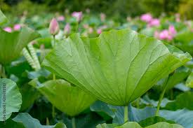 Green Lotus Flower Leaf