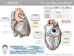 心臓の血管（左右の冠状動脈、大心臓静脈、中心臓静脈、冠状動脈） | 徹底的解剖学