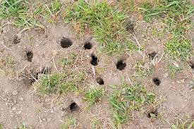 holes in your lawn