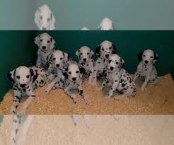 Buy and sell on gumtree australia today! Puppyfinder Com Dalmatian Puppies Puppies For Sale Near Me In Washington Usa Page 1 Displays 10