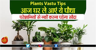 Plants Vastu Tips आज घर ल आए य