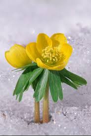 But they will recover and then continue until june. 16 Best Winter Flowers Prettiest Flowers That Bloom In Winter