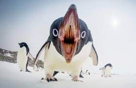 Что скрывает в себе рот пингвина? | 4everScience