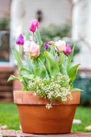 Delightful Potted Flower Ideas To