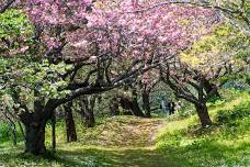 Matsumae Cherry Blossom Festival