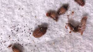 carpet beetle bites infestation