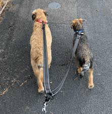 How To Walk Two Dogs At Once: Should It Be Done?