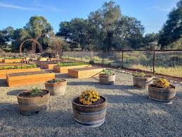 gardening in wine barrel planters the