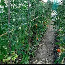 Bahay Kubo Veggies To Cope With Food