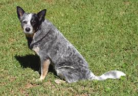 Facts On The Blue Heeler Dog
