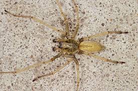 Get Rid Of Basement Spiders Green