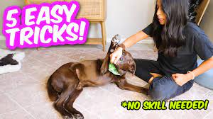 5 coolest dog tricks in 5 minutes