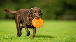 dog toys for labs best indestructible