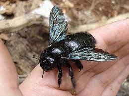 Honey bees do have stingers and their bodies with have black and brown stripes which gradually get darker closer to the stinger. Carpenter Bees Bee Exterminators Pinpoint