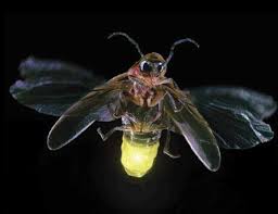 Résultat de recherche d'images pour "bioluminescent insects"
