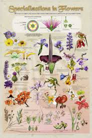 63 Exhaustive Flower Classification Chart