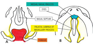 embryological development of clp and
