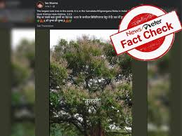 Called general sherman, the tree is about 52,500 cubic feet (1,487 cubic meters) in volume. Fact Check Viral Image Of World S Largest Tulsi Turns Out To Be Mango Tree