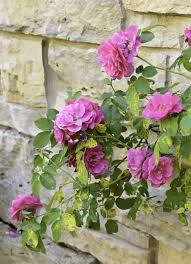 hybrid pink roses botanical name rosa
