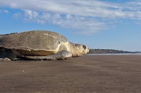 This species will dive to depths of 150 m (46 ft) to feed on benthic unlike highly migratory sea turtle species, olive ridleys typically remain within 850 km (459 nmi) of their natal nesting beaches throughout their lifetime. Olive Ridleys Day Nest In Odisha After Seven Years But No Link To Lockdown Say Experts